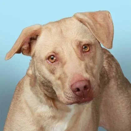 An adult medium-sized female Yellow / Tan / Blond / Fawn Retriever dog named Pool Noodle Paula for adoption in East Smithfield , PA