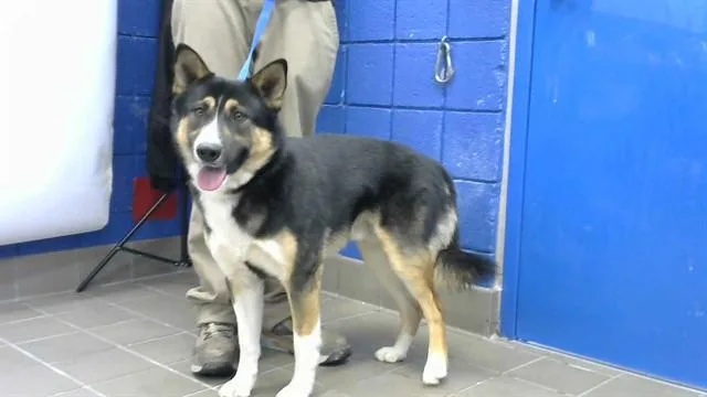 A young medium-sized male Australian Cattle Dog / Blue Heeler dog named Bubba for adoption in Albuquerque, NM