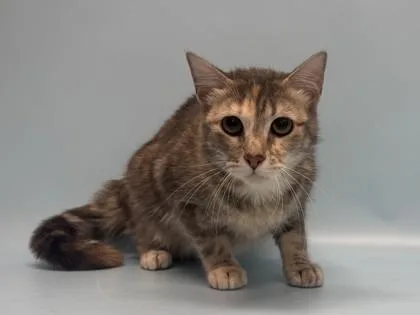 An adult small-sized female Domestic Long Hair cat named Jade for adoption in Golden Valley, MN