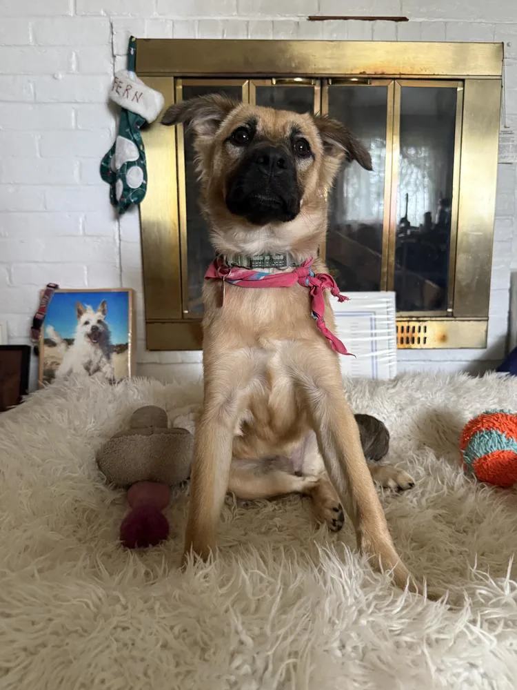 Shyla thumbnail 2