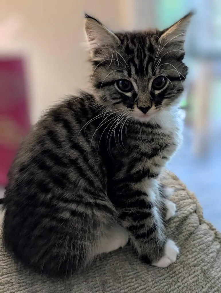 A baby small-sized female Domestic Short Hair cat named Lucy Aka River for adoption in Gorham, ME