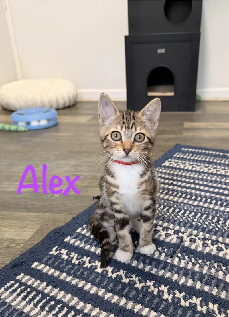 Alex
