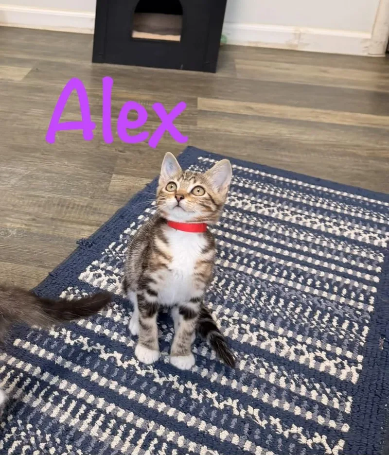 Alex thumbnail 2