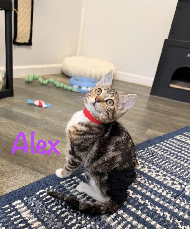 Alex thumbnail 3