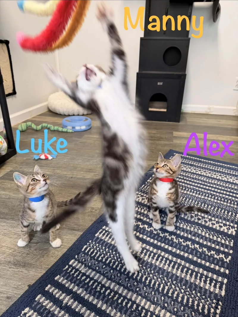 Alex thumbnail 4