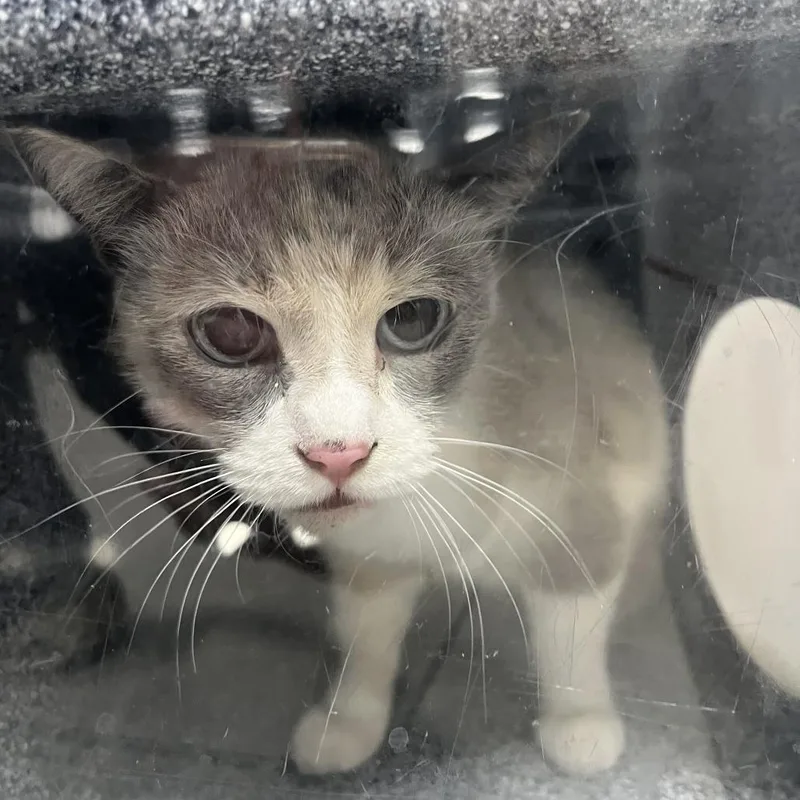 A baby medium-sized female Calico Domestic Short Hair cat named Clover for adoption in Newark, NJ