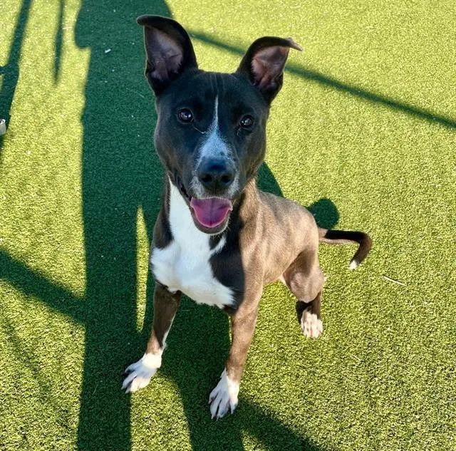 An adult large-sized male Pit Bull Terrier dog named Nimbus for adoption in Pasadena, TX