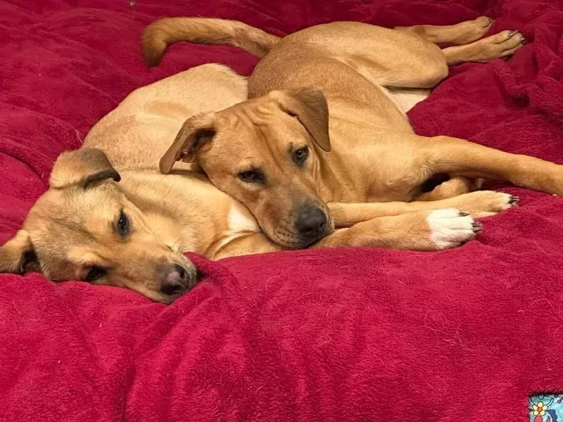 Daisy And Madelena thumbnail 4