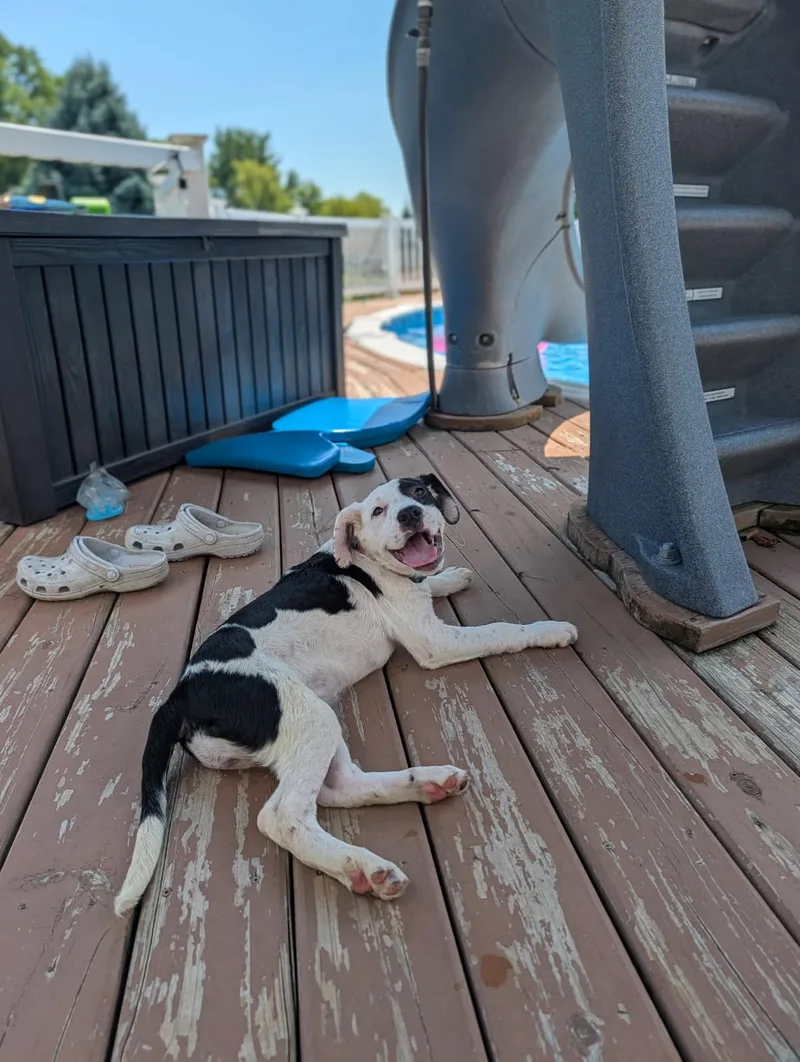 A baby medium-sized female White / Cream Terrier dog named Monica for adoption in Byron, IL