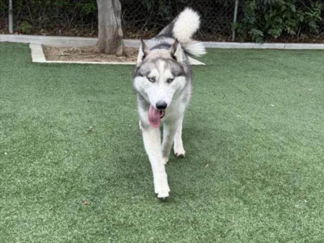 A young large-sized female Siberian Husky dog named Kiara for adoption in Chatsworth, CA