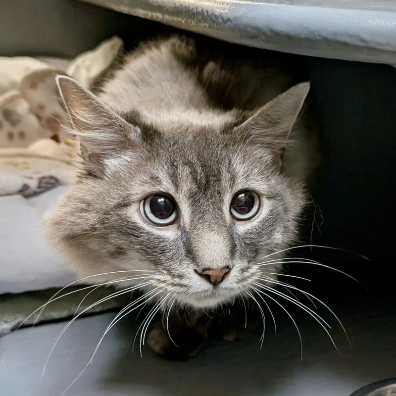 A young medium-sized male Tabby (Gray / Blue / Silver) Domestic Long Hair cat named Nimbus for adoption in Austin, TX