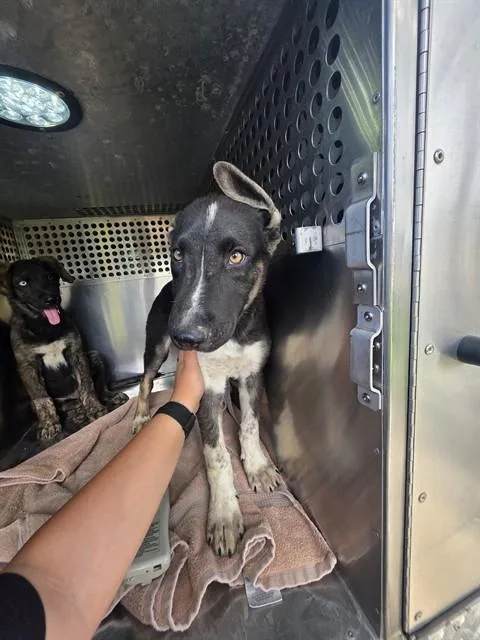 A baby large-sized female Pointer dog named Minnie for adoption in Phoenix, AZ