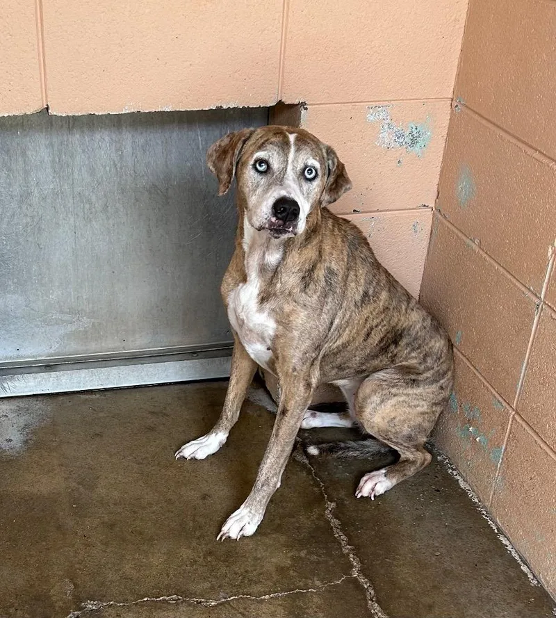 An adult medium-sized female Hound dog named Izzie for adoption in Gautier, MS