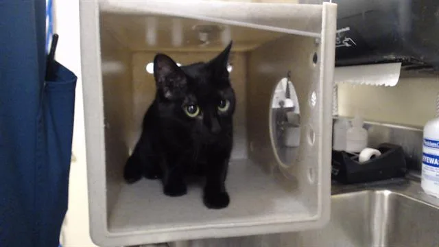 A young small-sized female Domestic Short Hair cat named Zemira for adoption in Denver, CO