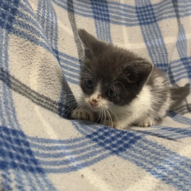 A baby small-sized female Gray / Blue / Silver Domestic Short Hair cat named Jolene for adoption in Deerfield, IL