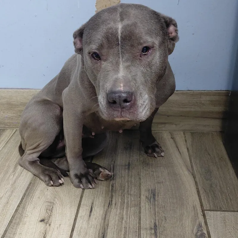 An adult medium-sized female Gray / Blue / Silver Mixed Breed dog named Minnie for adoption in Henderson, KY