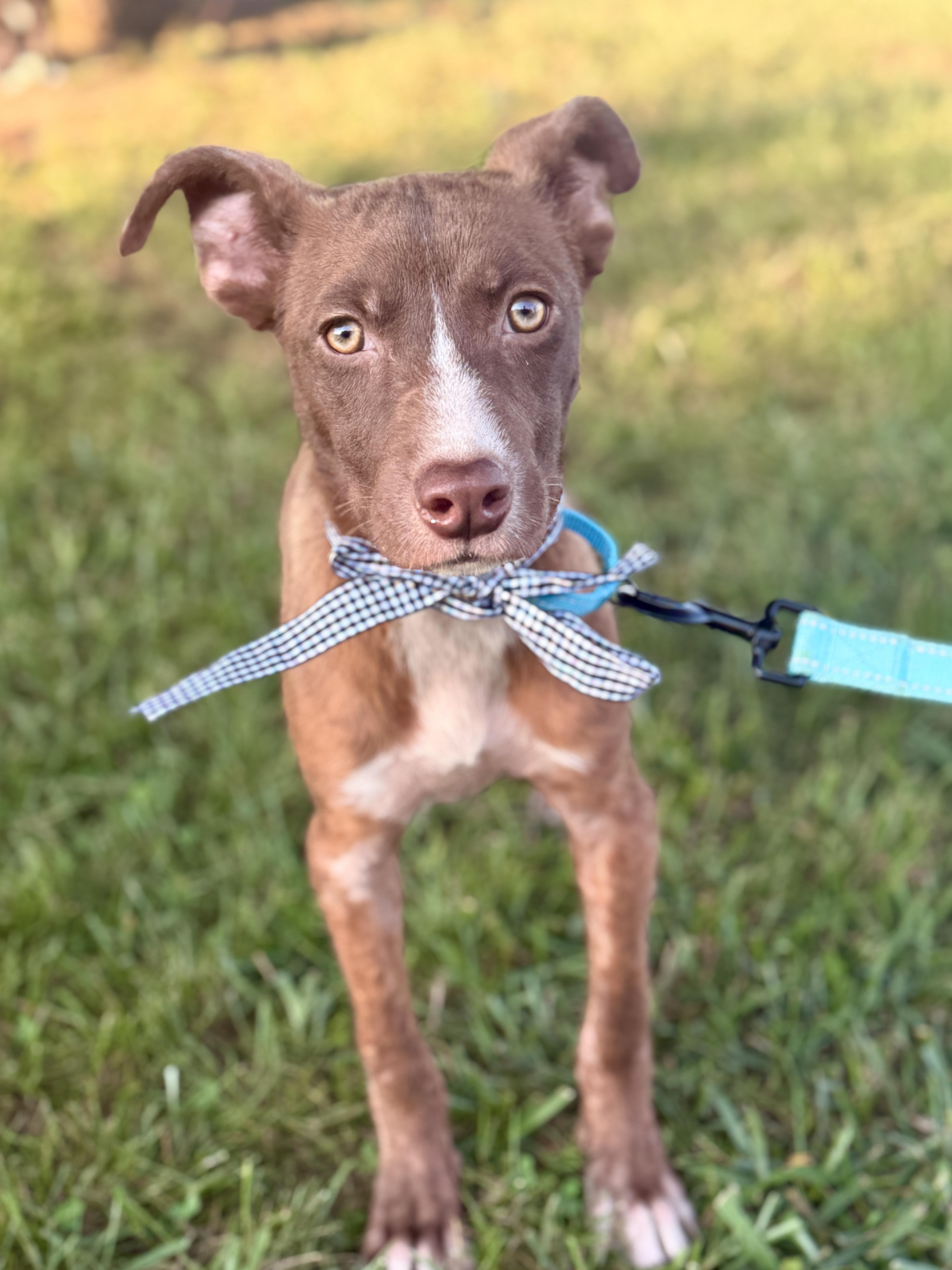 A young small-sized female Brown / Chocolate Terrier dog named Bambi Transport for adoption in Gradyville, KY