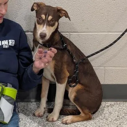 A young small-sized female Brown / Chocolate Mixed Breed dog named Ophelia for adoption in Smithville, TN