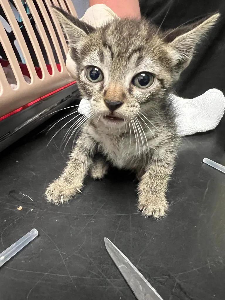 A baby medium-sized female Domestic Short Hair cat named Pacifica Northwest for adoption in New Braunfels, TX
