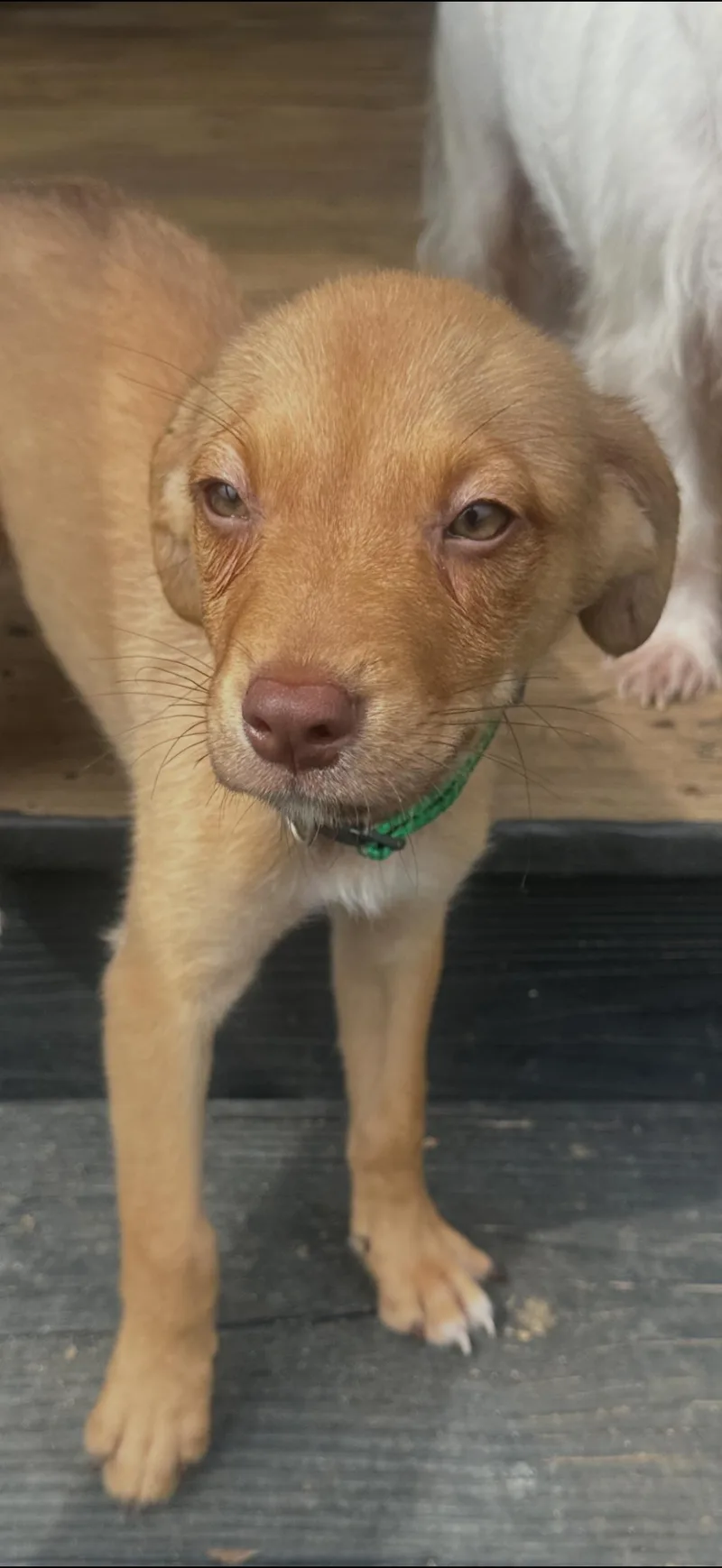 Archie