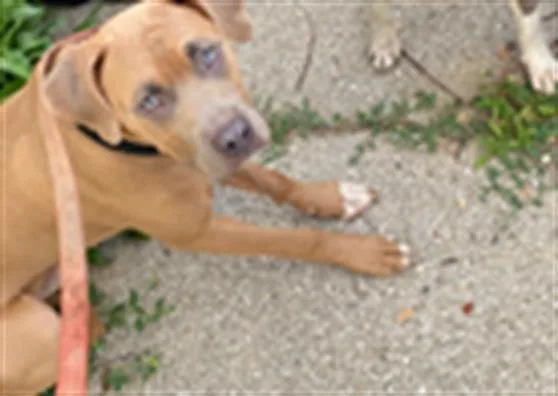 A young medium-sized male Cane Corso dog named Meltz for adoption in Indianapolis, IN