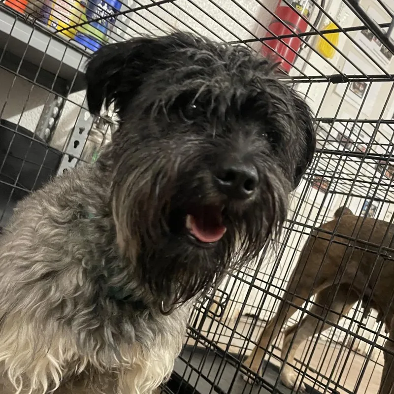 An adult small-sized male Black Schnauzer dog named Willem for adoption in Edinburg, TX