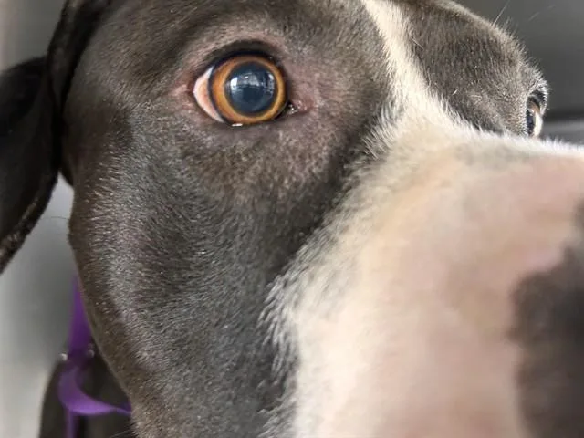 A young medium-sized male Pit Bull Terrier dog named Spot for adoption in Riverside, CA