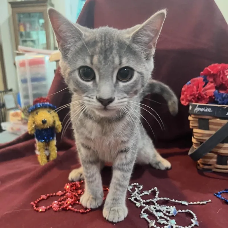 A baby small-sized female Gray / Blue / Silver Domestic Short Hair cat named Hop for adoption in Woodbury, NJ