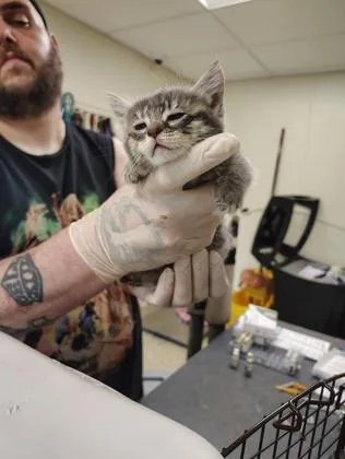 A baby small-sized female Domestic Short Hair cat named Strawberry Rainbow for adoption in Clarks Summit, PA
