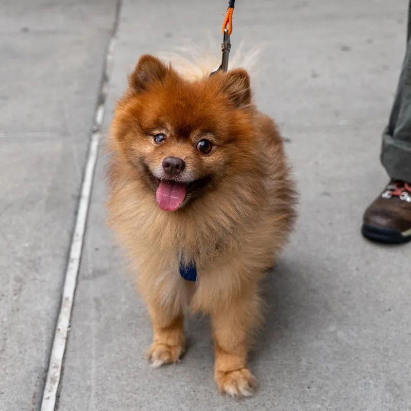 An adult small-sized male Red / Chestnut / Orange Pomeranian dog named Pancake for adoption in New York, NY