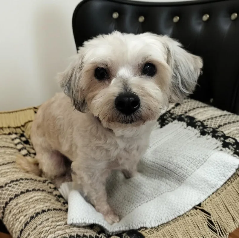 A young small-sized female Maltese dog named Stellayo Lb Girl for adoption in Fort Myers, FL