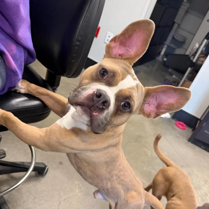 A young medium-sized male Yellow / Tan / Blond / Fawn French Bulldog dog named Beast for adoption in Tampa, FL