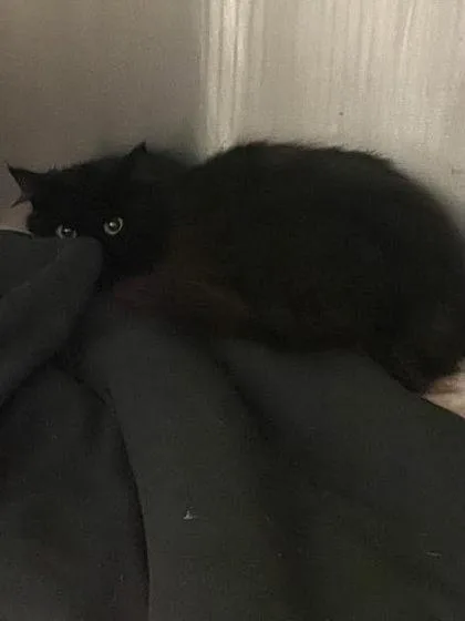 An adult small-sized female Domestic Short Hair cat named Bridgett for adoption in Spruce Pine, NC