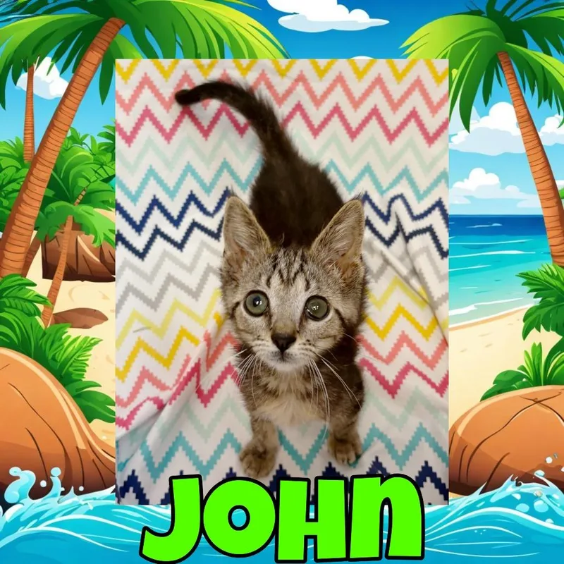 A baby small-sized male Gray / Blue / Silver Domestic Short Hair cat named John for adoption in Royse City, TX