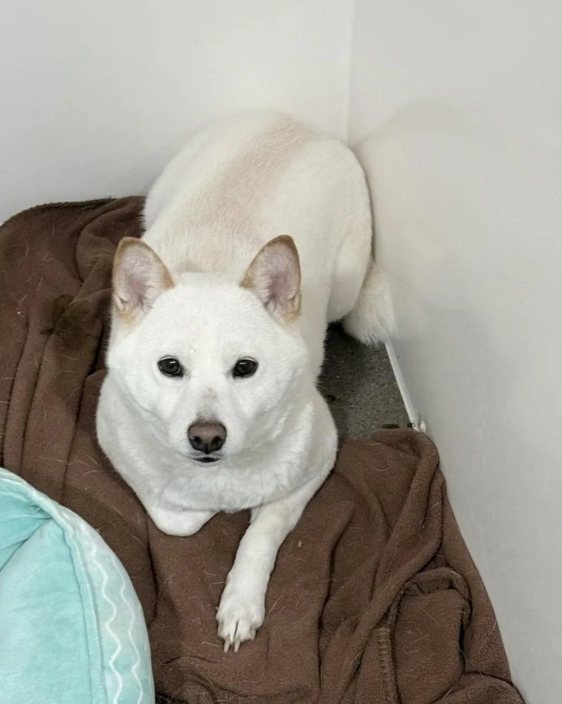 Bella
