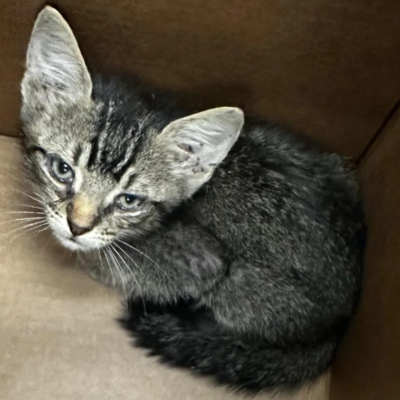A baby small-sized male Domestic Short Hair cat named Lizard for adoption in Jacksonville, FL