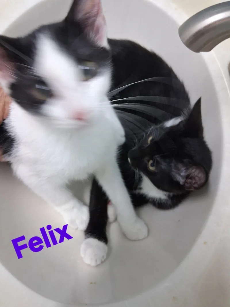 A young medium-sized male Domestic Short Hair cat named Felix for adoption in Longwood, FL