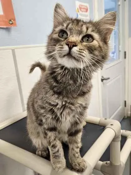 An adult small-sized female Domestic Short Hair cat named Elsa for adoption in Mount Pleasant, IA