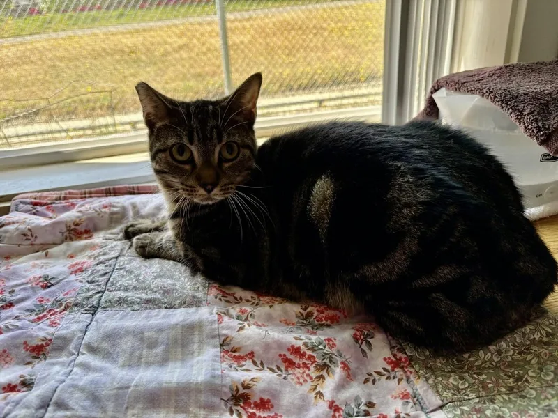 A young medium-sized male Domestic Short Hair cat named Hunter for adoption in Rochester, WA