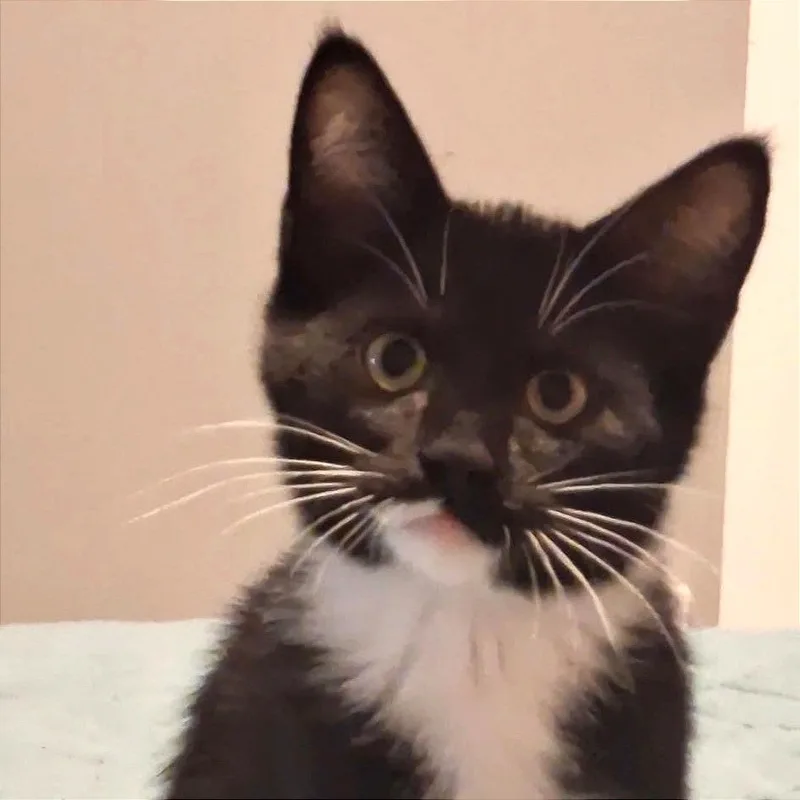 A baby medium-sized male Black & White / Tuxedo Domestic Short Hair cat named Legolas for adoption in Blackfoot, ID