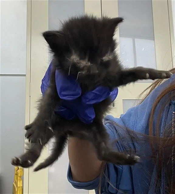 A baby medium-sized female Domestic Short Hair cat named Roxy for adoption in Dallas, TX