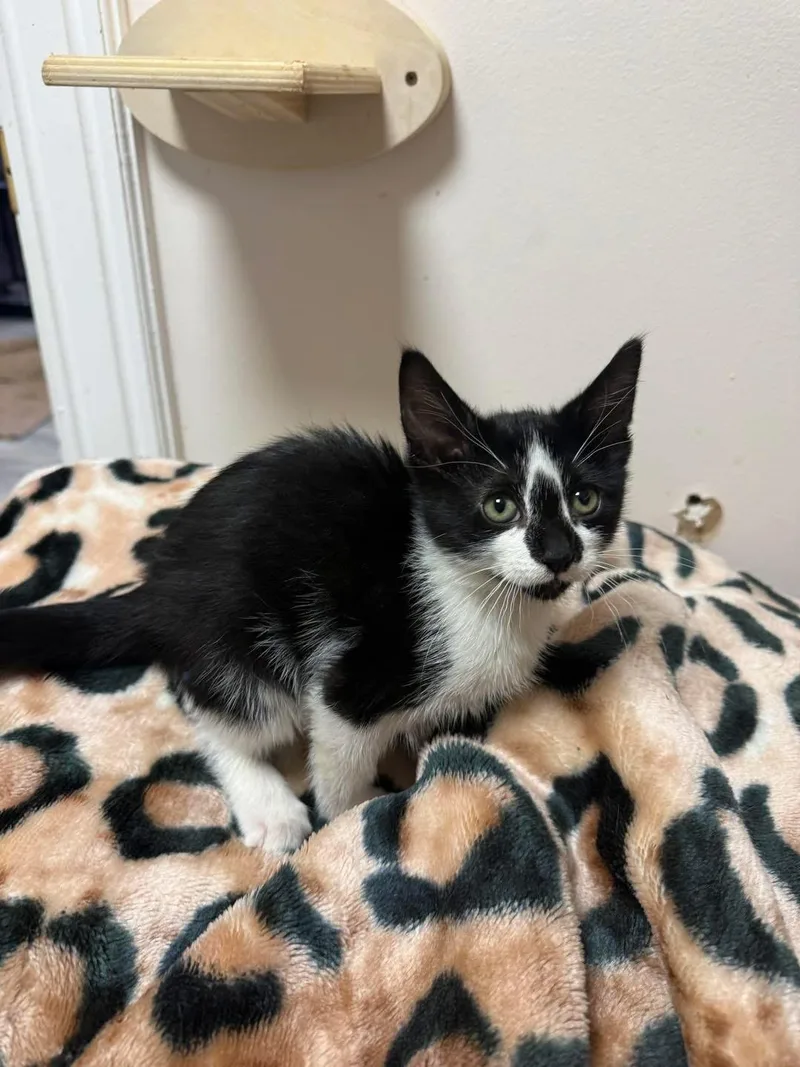 A young small-sized female Black & White / Tuxedo Domestic Short Hair cat named Dior for adoption in Freeport, NY
