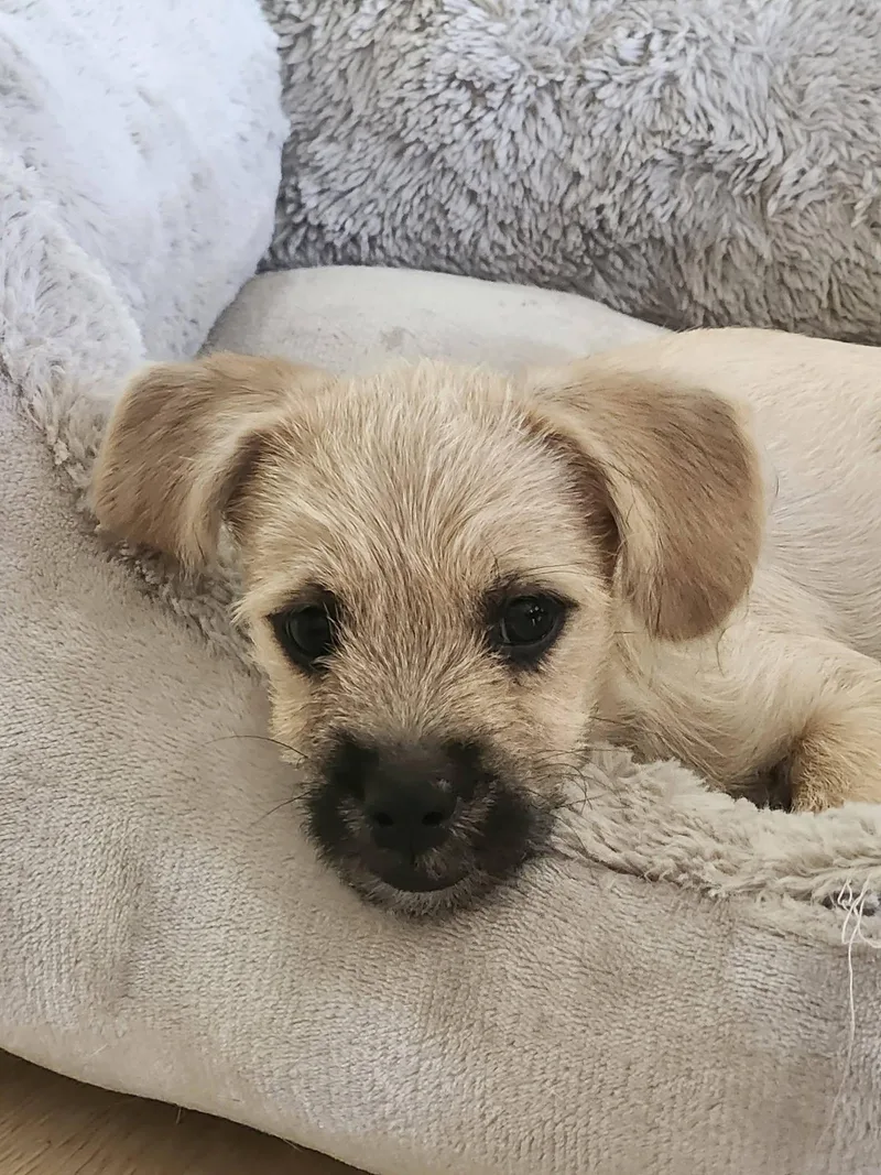 A baby small-sized female Terrier dog named Mable for adoption in San Jose, CA
