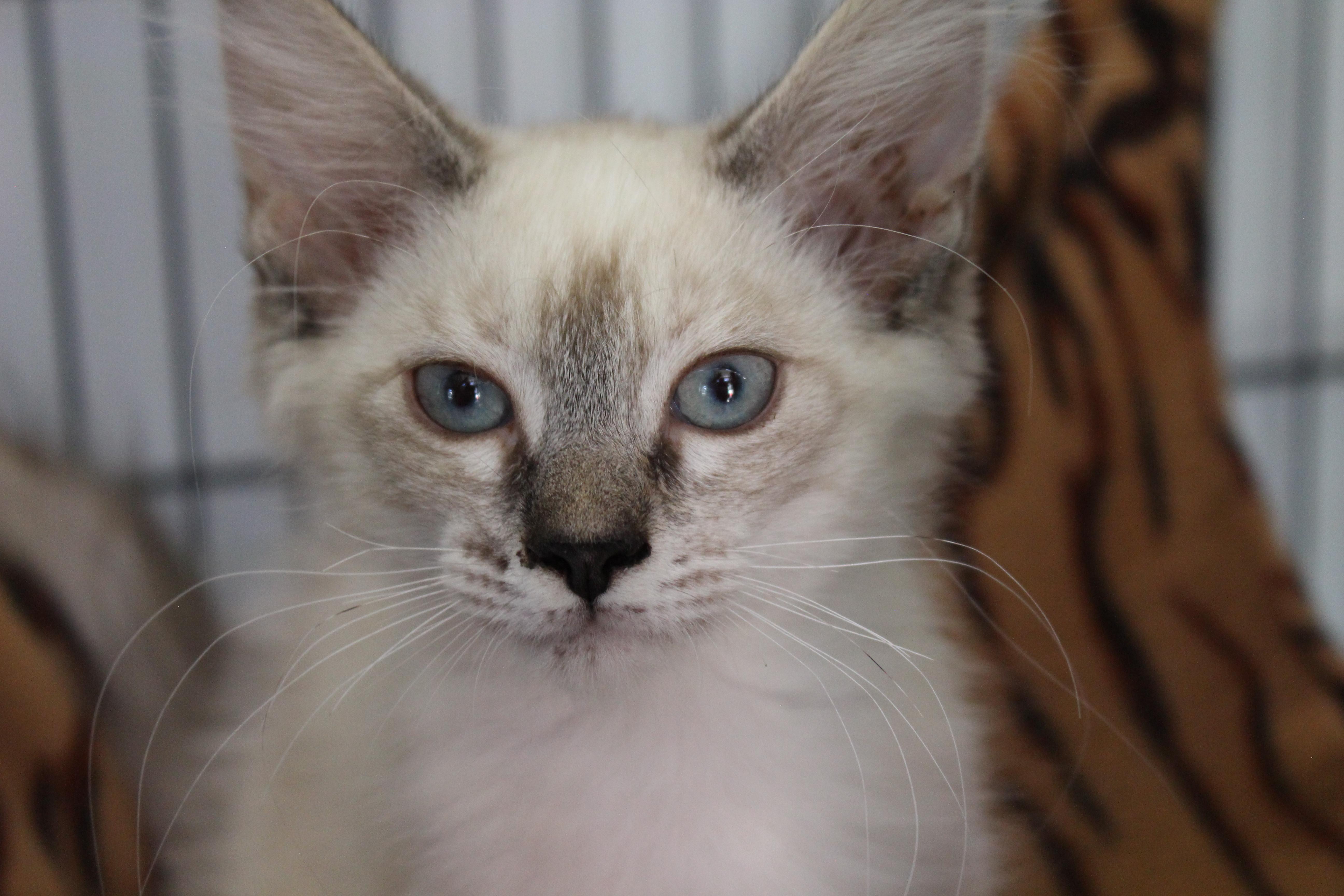 A baby large-sized female Siamese cat named 0622-2621 for adoption in Turlock, CA