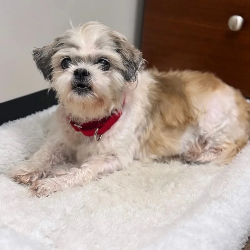 A senior small-sized female Tricolor (Brown, Black, & White) Shih Tzu dog named Sandy for adoption in Syosset, NY