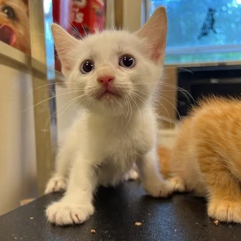 A baby small-sized male White Domestic Short Hair cat named Creamsicle for adoption in Lake Panasoffkee, FL