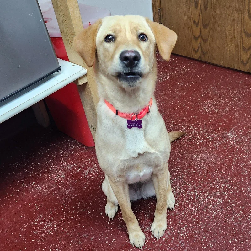 An adult medium-sized female Labrador Retriever dog named Tortilla for adoption in Fargo, ND