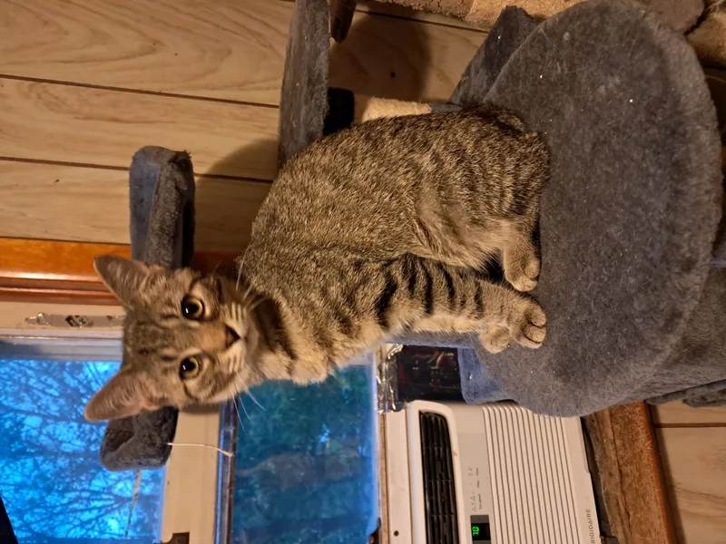 Spongebob thumbnail 2