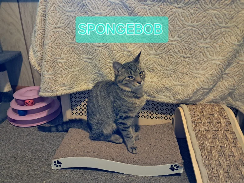 Spongebob thumbnail 3