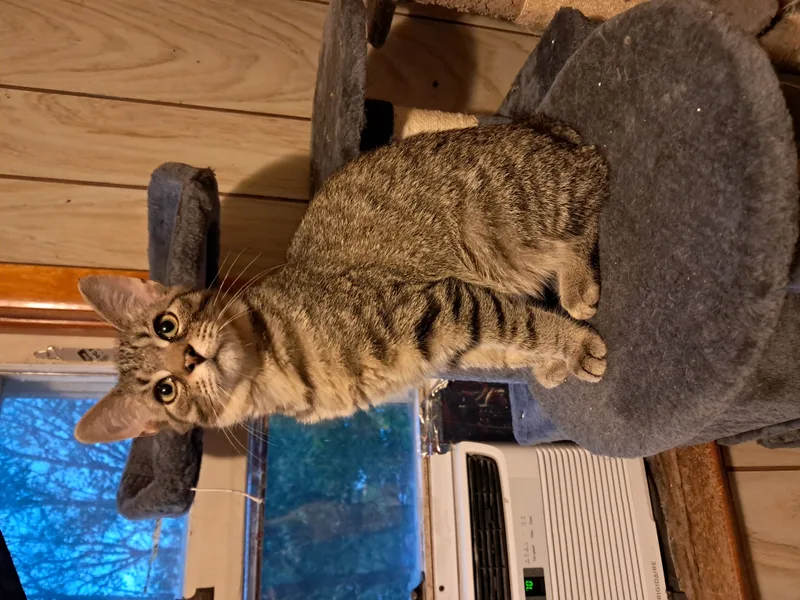 Spongebob thumbnail 4